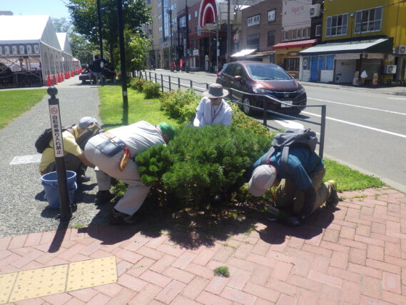モンタナマツの剪定をする植物ボランティア
