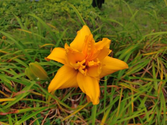 ヘメロカリス・イエローペチコーツの花