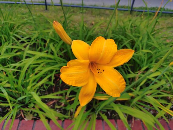 ヘメロカリス・カートホイールズの花