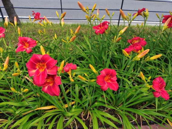 今が満開のヘメロカリス・ジェイの花壇