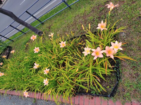 ヘメロカリス・エドナスポ-ルディングの花壇