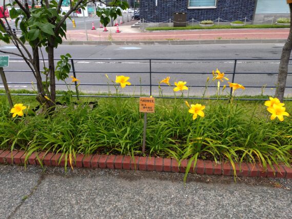 ヘメロカリス・カートホイールズの花壇