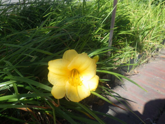 8月27日に咲いていたヘメロカリスのステラデオロの花