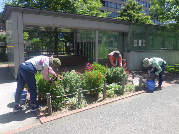 花壇のお手入れをする花くらぶ