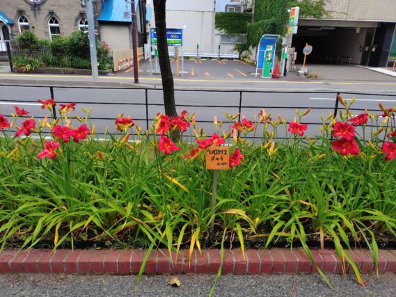 今が満開のヘメロカリス・ジェイの花壇