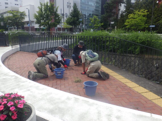 まんなか広場のレンガ舗装部分を除草するお助け隊
