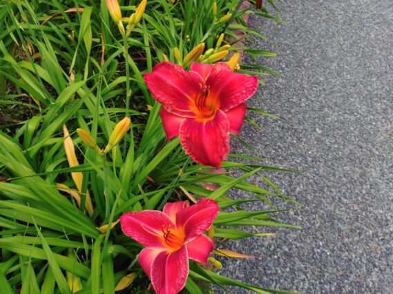 ヘメロカリス・ジェイの花