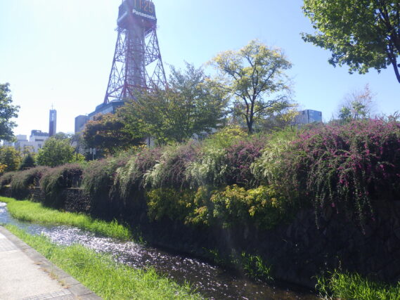 北1条のハギの咲く様子