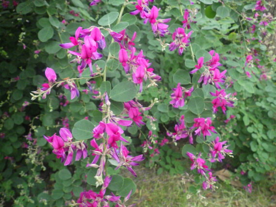ミヤギノハギの花の咲く様子
