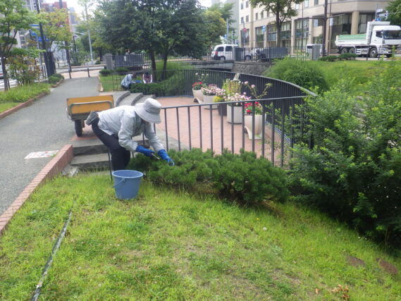モンタナマツの剪定作業をする植物ボランティア