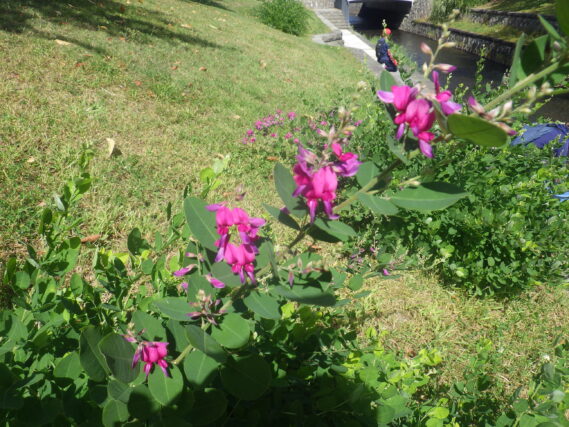 ケハギと思われるハギの花