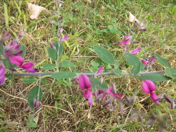 ミヤギノハギの花