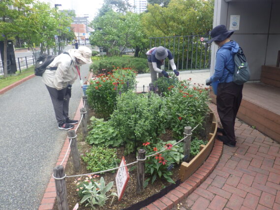 花壇の花がらを摘む花くらぶ