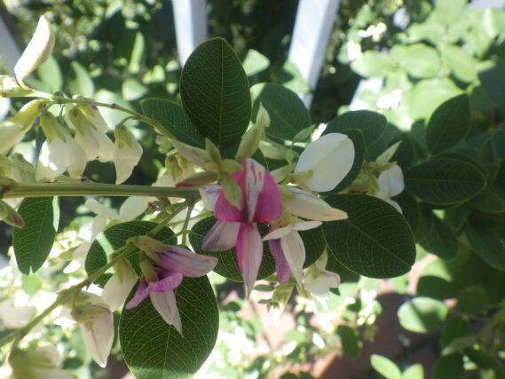 南3条のソメワケハギの花