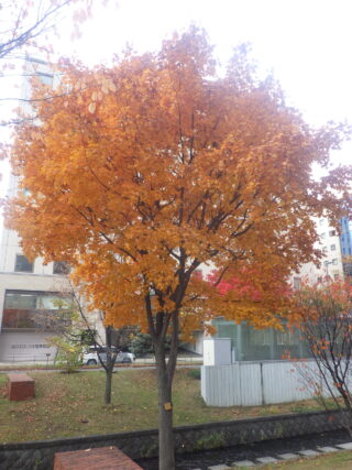 南4条のイタヤカエデの紅葉の様子