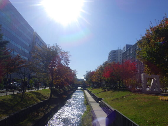 明るい日を浴びて紅葉がきれいな南1条の様子