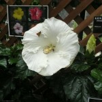 ハイビスカス展