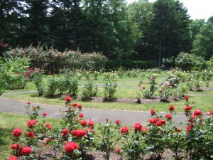 花木園のバラ
