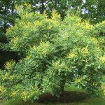 モクゲンジ開花