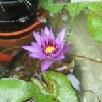 スイレンと茶碗バス