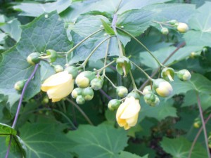 キレンゲショウマ開花