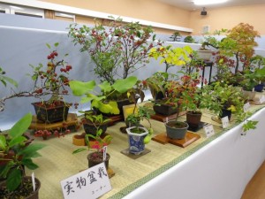 盆栽展