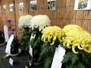 菊花展