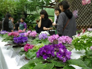 セントポーリア展