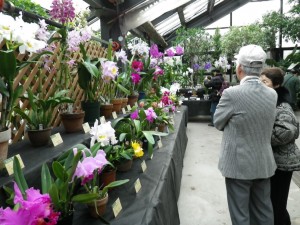 洋ラン展