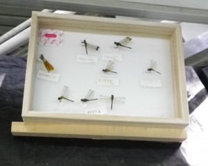 西岡公園自然調査報告展～子供たちの調査隊ヤンマ団と魚組活動の記録～