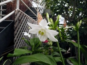 ユーチャリスの白い花