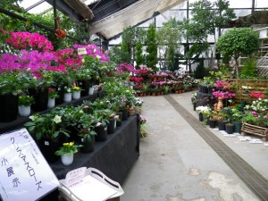 クリスマスローズ小展示