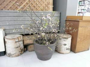 ひとあし早く‘サクラ’開花中！