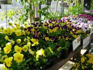 『春のヴィオラ・パンジー展』開催