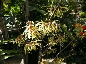 マンサク開花中です