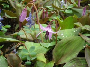 野草園のカタクリ