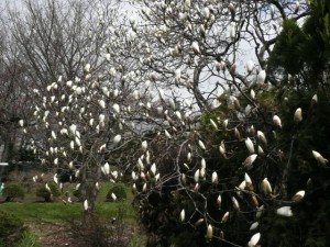 園内の開花情報✿