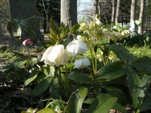 ムスカリの小径情報