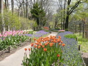 5/17（火）園内開花情報✿