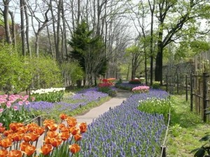 ムスカリの小径情報