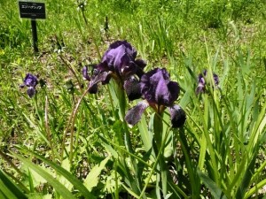 5/31園内開花情報✿