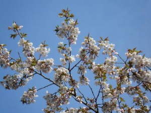 開花情報です！