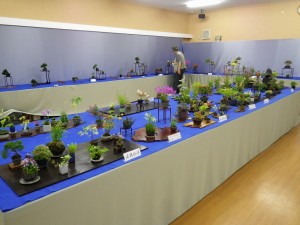 「ミニ盆栽と山草展」