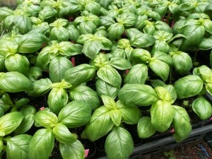 ハーブ展6/7（火）から開催