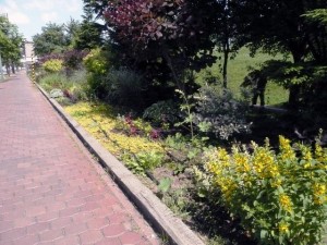 6/29園内開花情報✿