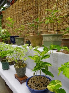 「斑入り植物展」