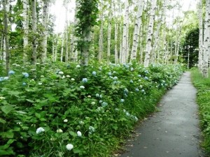 7/16アジサイなど開花情報✿