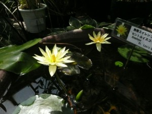 スイレン開花✿