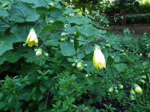 8/25　園内開花情報✿