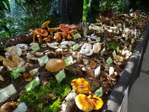 きのこ展終了しました